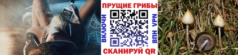 Псилоцибиновые грибы Psilocybe  Новотитаровская 